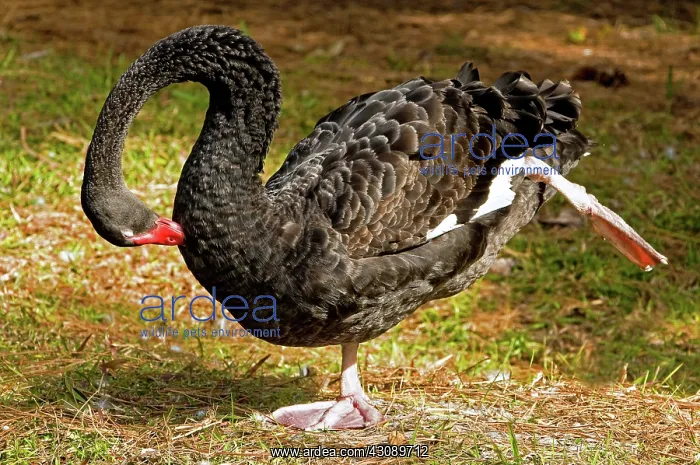 : Black Swan : Black Swan