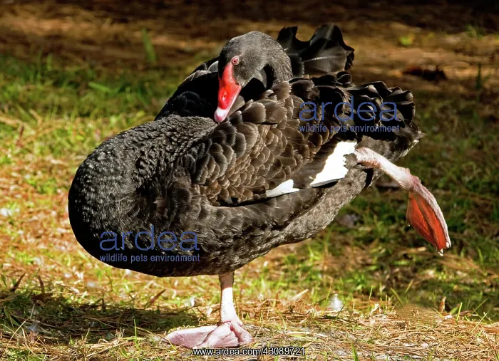 : Black Swan : Black Swan