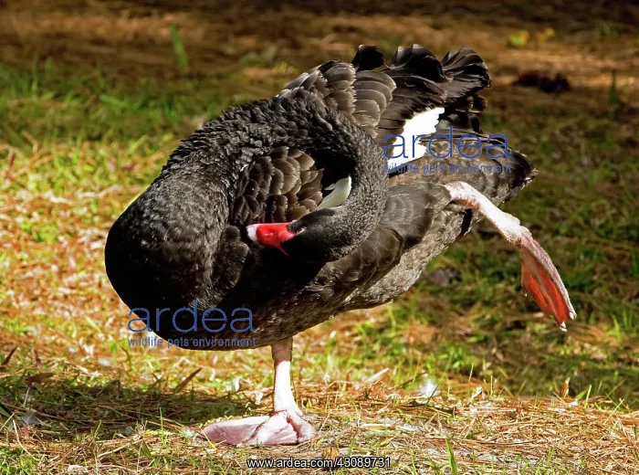: Black Swan : Black Swan