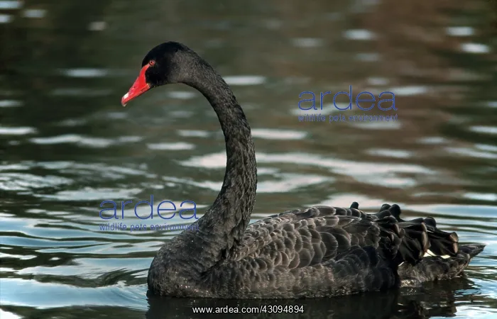 : Black Swan : Black Swan