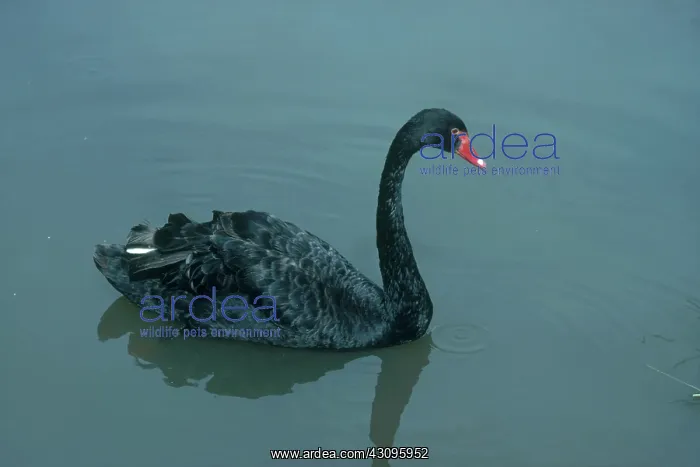 : Black Swan : Black Swan