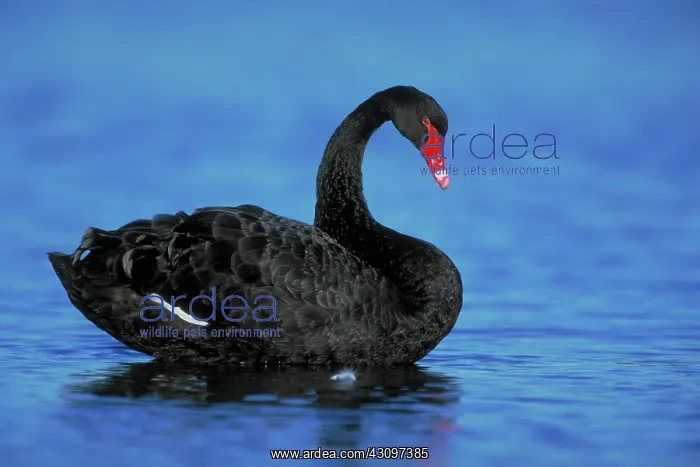 : Black Swan : Black Swan