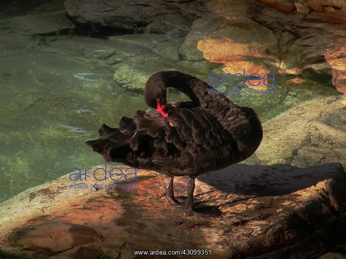 : Black Swan : Black Swan