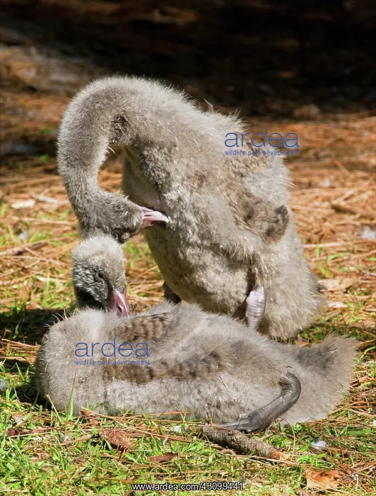 : Black Swan : Black Swan