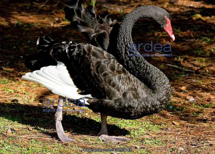 : Black Swan : Black Swan