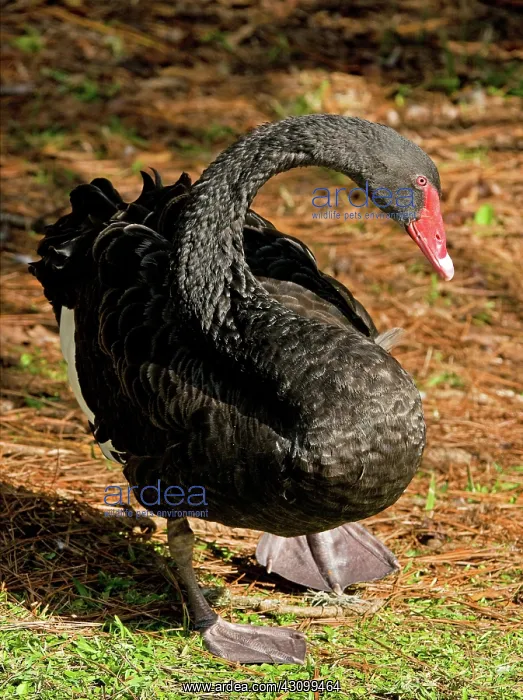 : Black Swan : Black Swan