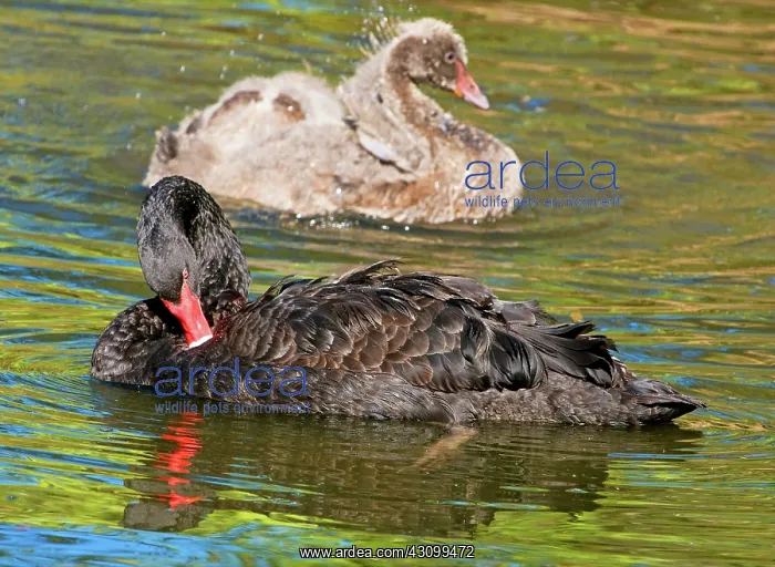 : Black Swan : Black Swan