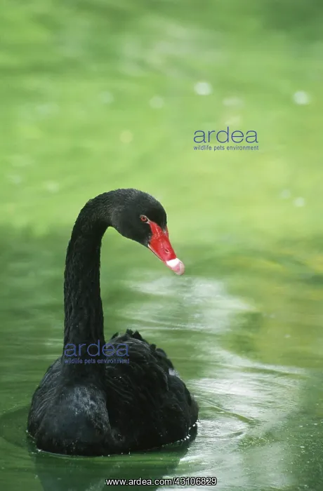 : Black Swan : Black Swan