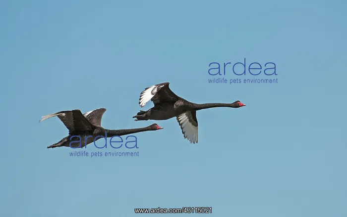 : Black Swan : Black Swan