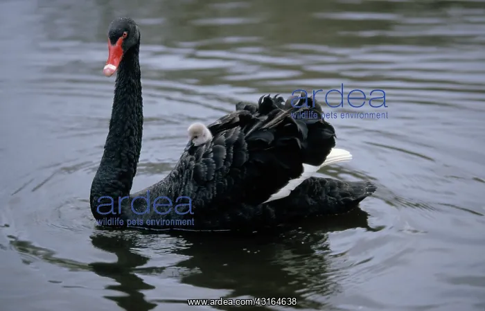 : Black Swan : Black Swan