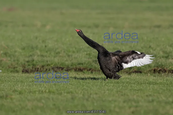 : Black Swan : Black Swan