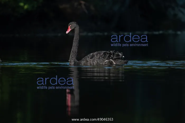 : Black Swan