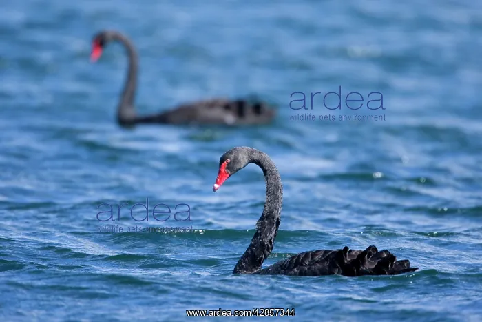 : Black Swan - two adult individuals swimming in : Black Swan - two adult individuals swimming in