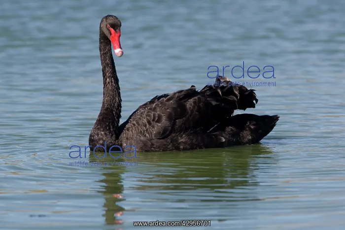 : Black Swan - Alice Springs Water Treatment Plant : Black Swan - Alice Springs Water Treatment Plant