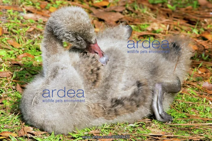 : Black Swan Cygnet : Black Swan Cygnet