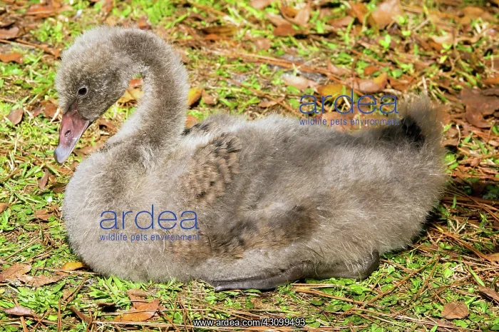 : Black Swan Cygnet : Black Swan Cygnet