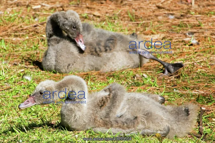 : Black Swan Cygnet : Black Swan Cygnet