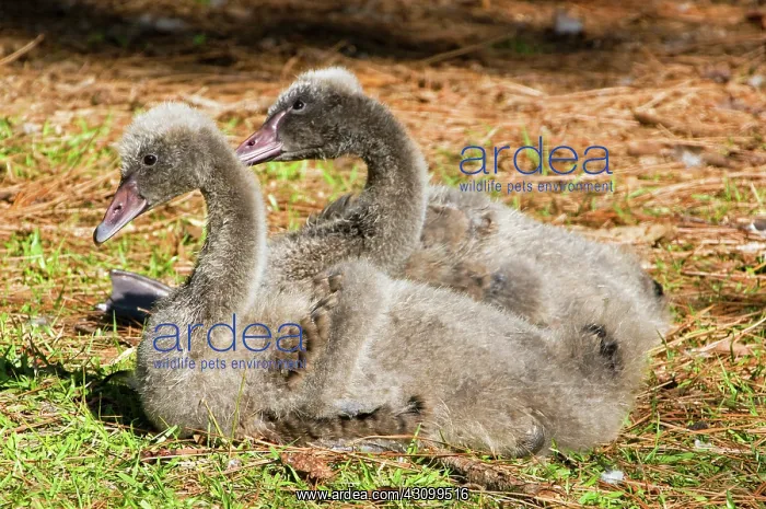 : Black Swan Cygnet : Black Swan Cygnet