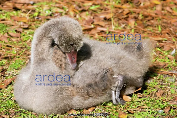 : Black Swan Cygnet : Black Swan Cygnet