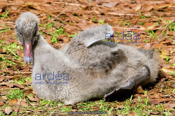 : Black Swan Cygnet : Black Swan Cygnet