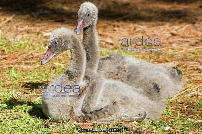 : Black Swan Cygnet : Black Swan Cygnet