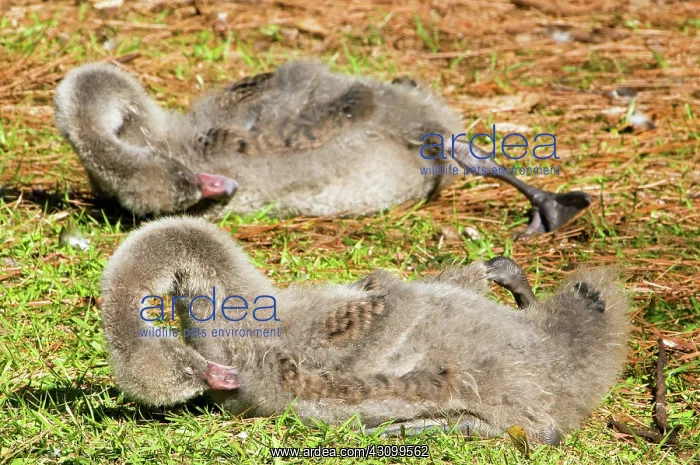 : Black Swan Cygnet : Black Swan Cygnet