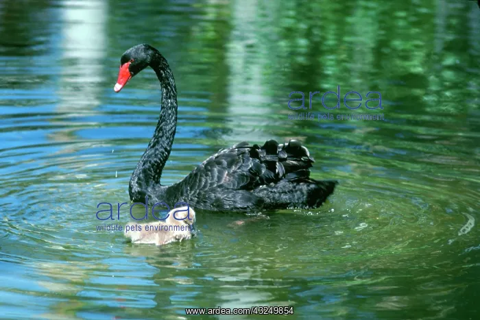 : Black Swan and Cygnet, in Northern Territory : Black Swan and Cygnet, in Northern Territory
