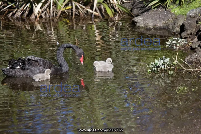 : Black Swan - with cygnets : Black Swan - with cygnets