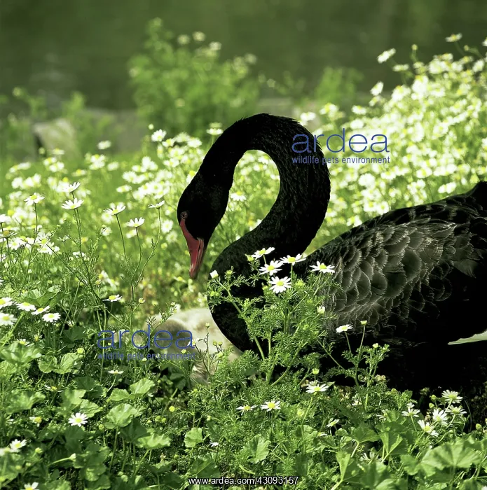 : Black Swan and Cygnets : Black Swan and Cygnets