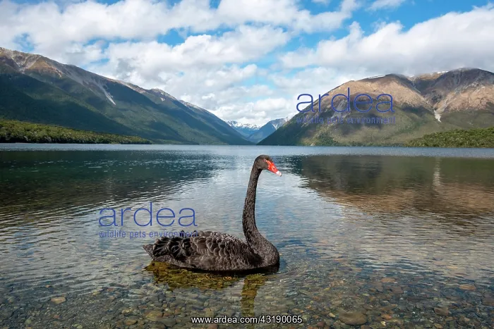 : Black swan (Cygnus atratus) at Lake Rotoiti, Nelson : Black swan (Cygnus atratus) at Lake Rotoiti, Nelson