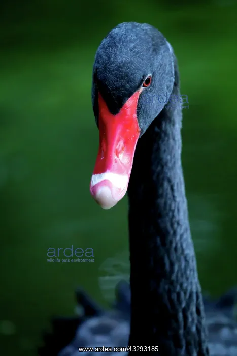 : Black swan (Cygnus atratus), Parque Terra Nostra : Black swan (Cygnus atratus), Parque Terra Nostra