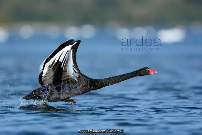 : Black Swan (Cygnus atratus) running over the wa : Black Swan (Cygnus atratus) running over the wa