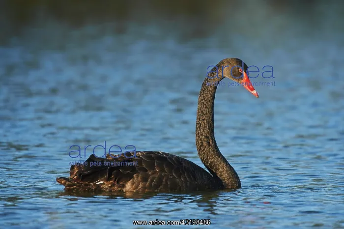 : Black swan (Cygnus atratus) swimming on a lake : Black swan (Cygnus atratus) swimming on a lake