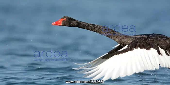 : Black Swan (Cygnus atratus) takes off, The Neth : Black Swan (Cygnus atratus) takes off, The Neth