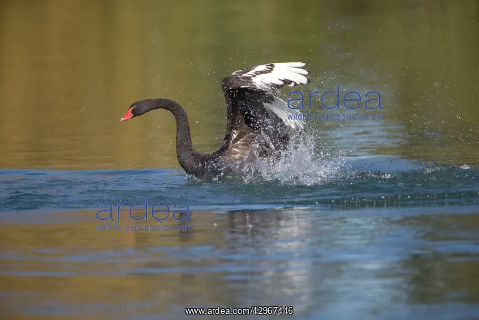 : Black Swan - flapping along lake surface mostly : Black Swan - flapping along lake surface mostly