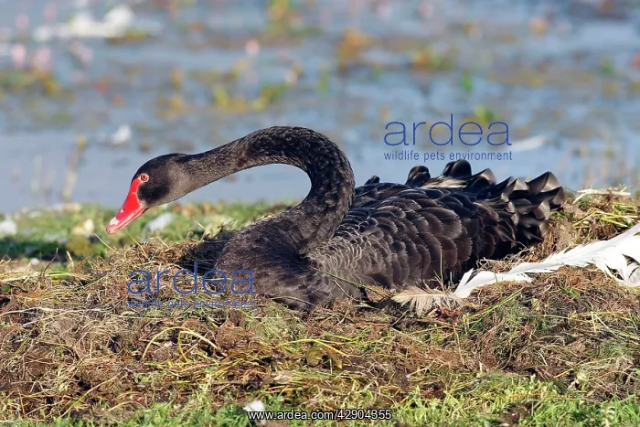 : Black Swan - on nest : Black Swan - on nest