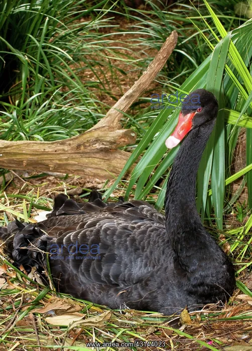 : Black Swan at Nest : Black Swan at Nest
