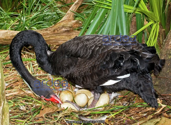 : Black Swan at Nest : Black Swan at Nest