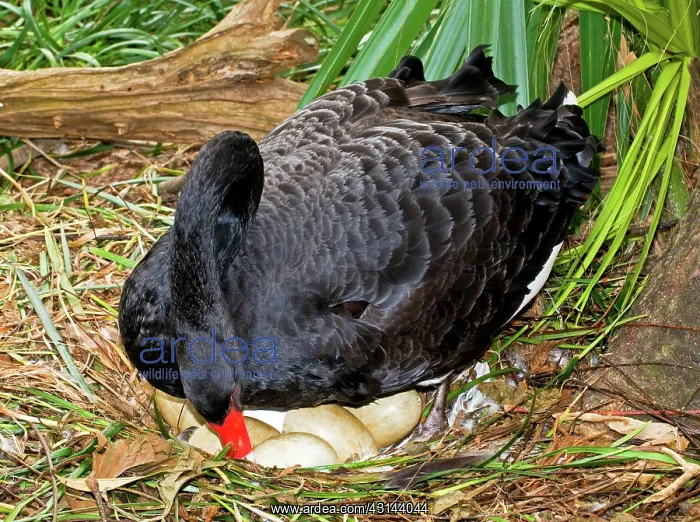 : Black Swan at Nest : Black Swan at Nest