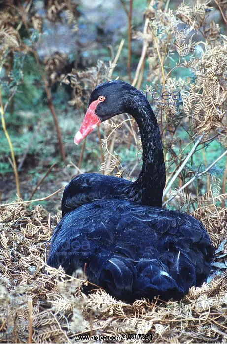  : BLACK SWAN - ON NEST