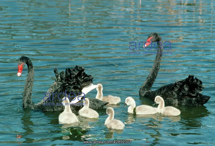  : Black Swan - pair with cygnets on water