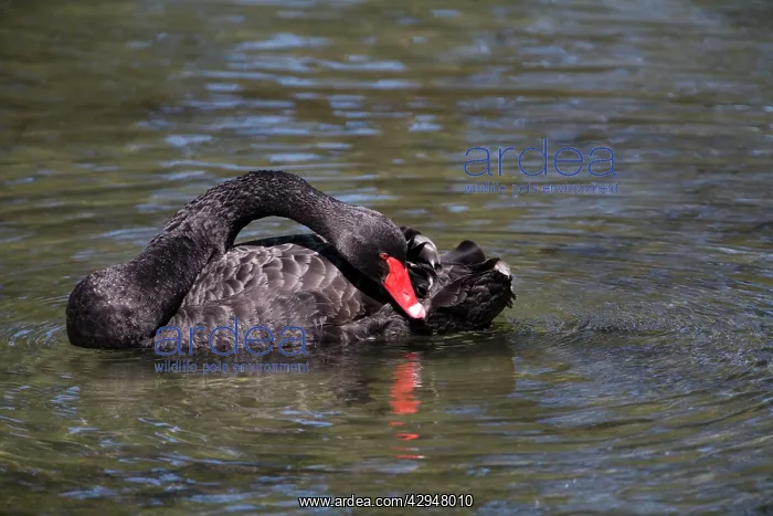 : Black Swan preening : Black Swan preening