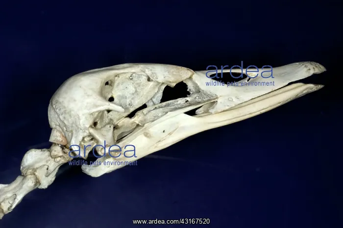 : Black Swan Skull : Black Swan Skull