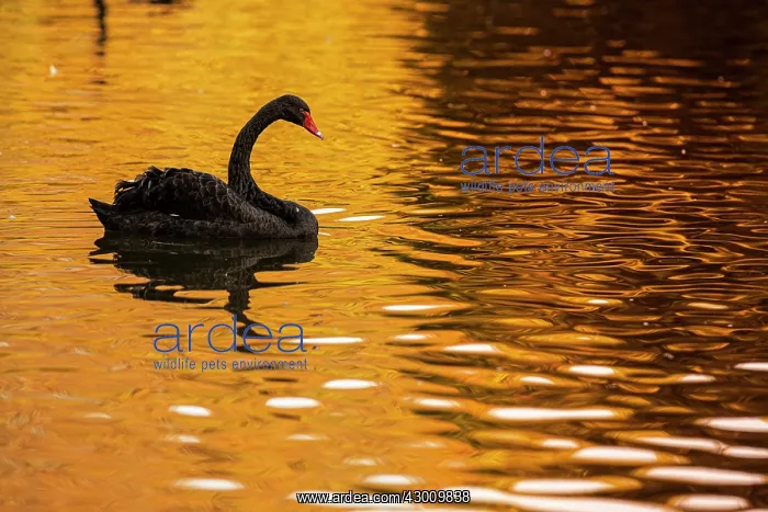: Black Swan - on urban lake - Gijon, Asturias, Spain : Black Swan - on urban lake - Gijon, Asturias, Spain