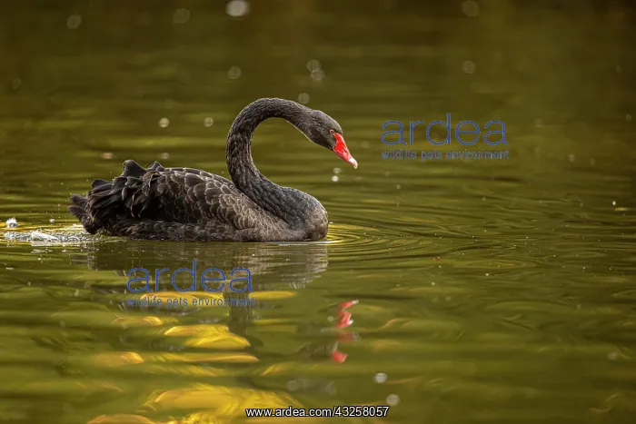 : Black Swan - on urban lake - Gijon, Asturias, Spain : Black Swan - on urban lake - Gijon, Asturias, Spain