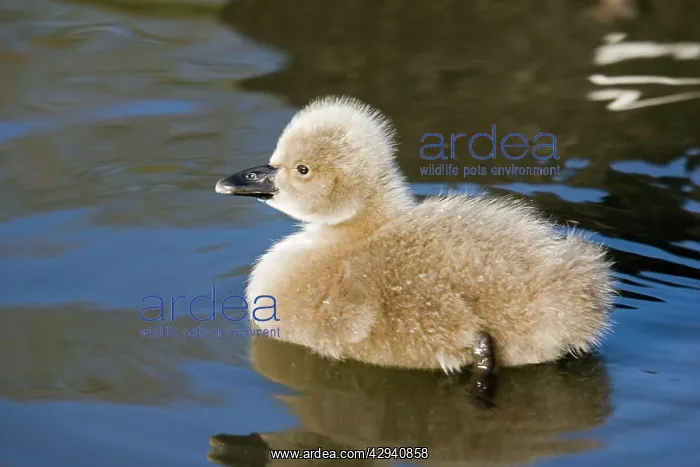 : Black Swan - Young cygnet : Black Swan - Young cygnet