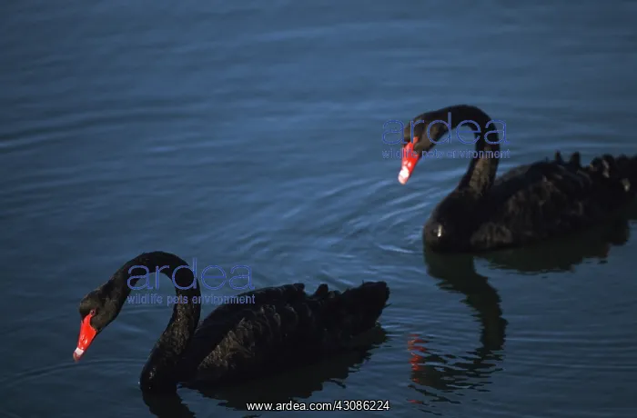 : Black Swans : Black Swans