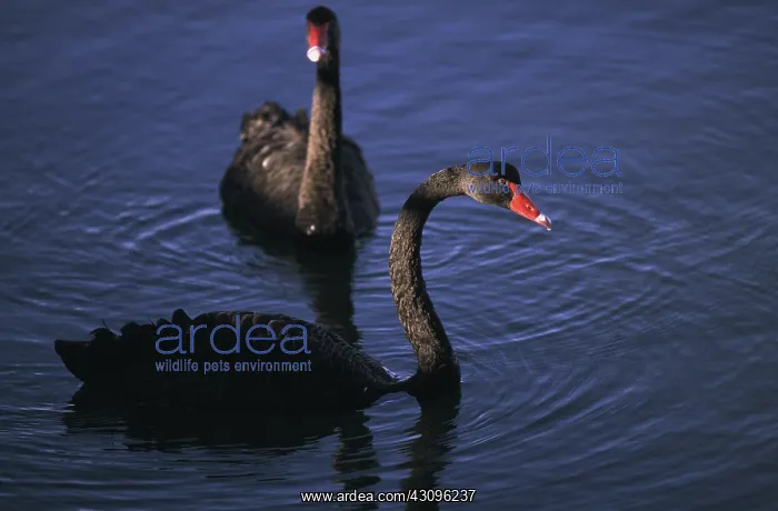 : Black swans : Black swans