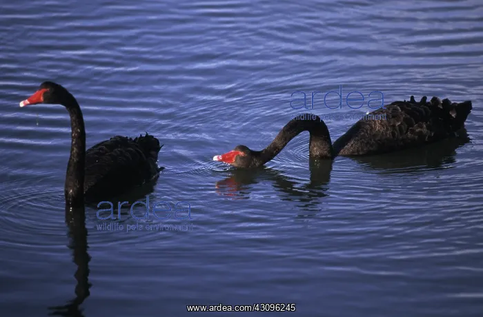: Black swans : Black swans