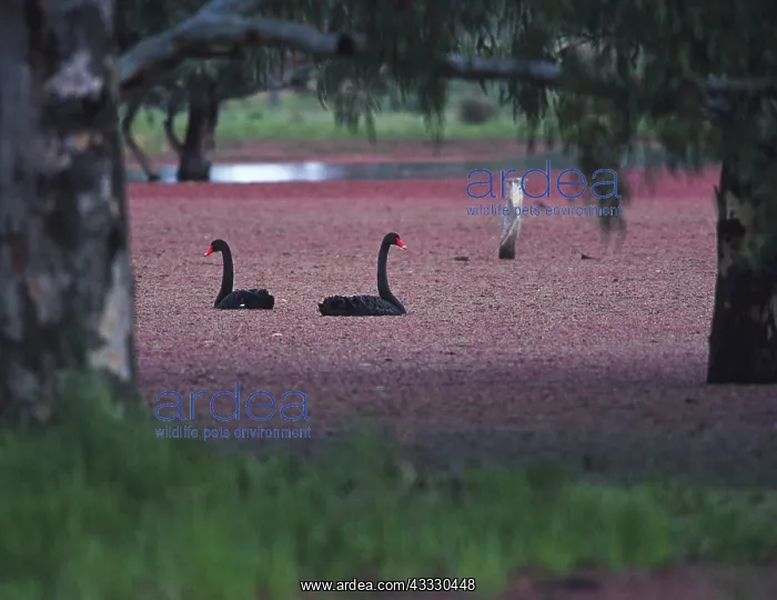 : Black Swans : Black Swans